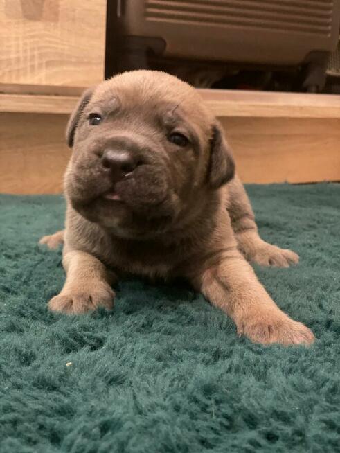 Cane Corso szczenięta