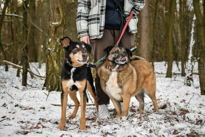Afgan - czy po 10 latach znajdzie sie dom, który go pokocha?