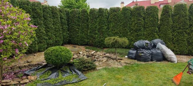 Przycinanie drzew tui żywopłotów