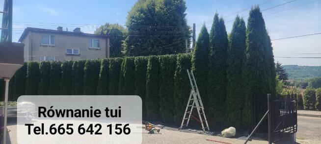 Przycinanie drzew tui żywopłotów