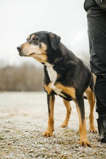 Kora-suczka która nigdy nie miala domu bardzo o niego prosi