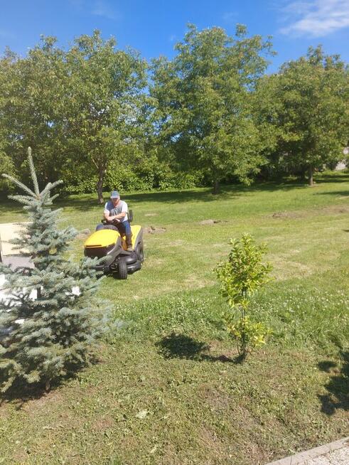 Przycinanie drzew tui żywopłotów