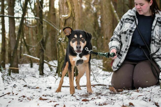 Afgan - czy po 10 latach znajdzie sie dom, który go pokocha?