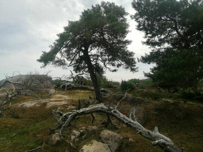 Szukam na stałe