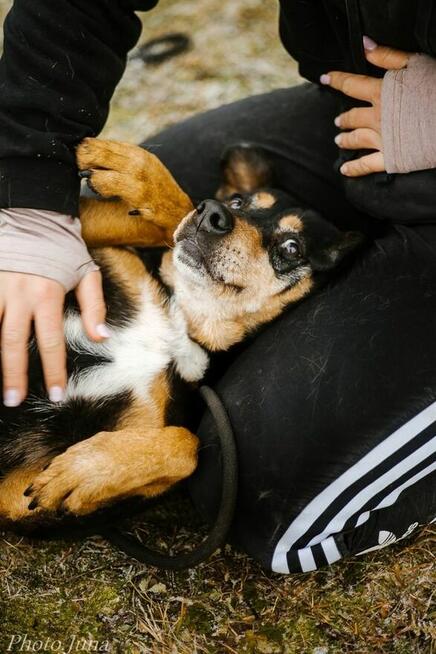 Kora-suczka która nigdy nie miala domu bardzo o niego prosi