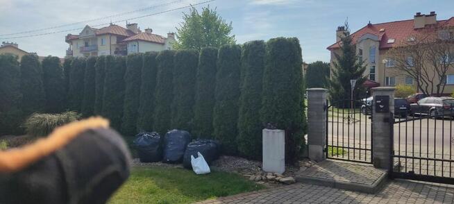 Przycinanie drzew tui żywopłotów