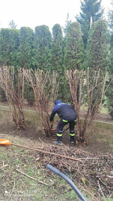 Przycinanie drzew tui żywopłotów