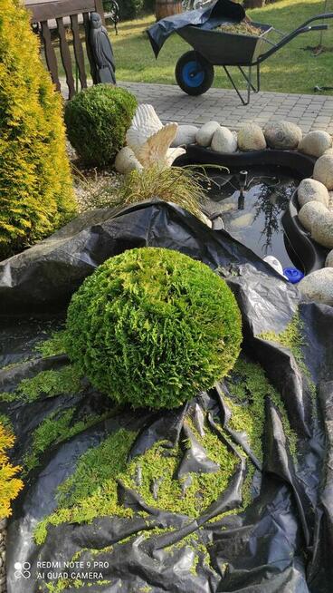 Przycinanie drzew tui żywopłotów