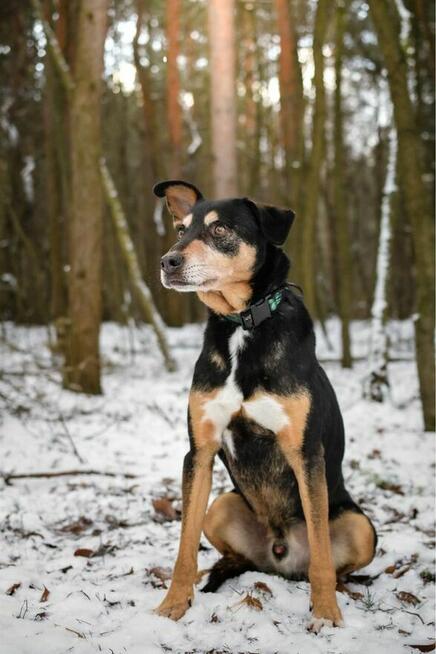 Afgan - czy po 10 latach znajdzie sie dom, który go pokocha?