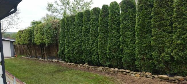 Przycinanie drzew tui żywopłotów