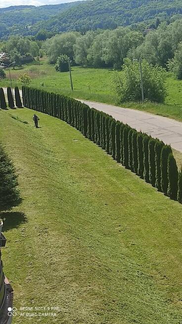 Przycinanie drzew tui żywopłotów