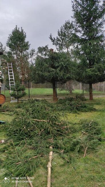 Przycinanie drzew tui żywopłotów