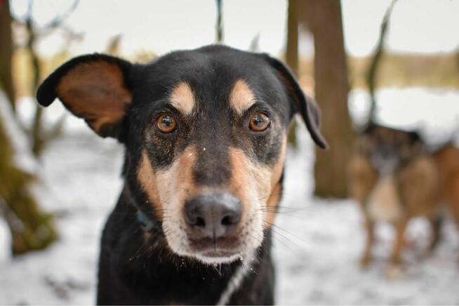 Afgan - czy po 10 latach znajdzie sie dom, który go pokocha?