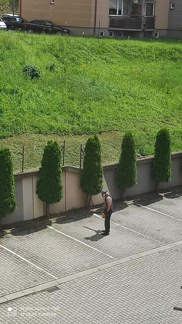 Przycinanie drzew tui żywopłotów