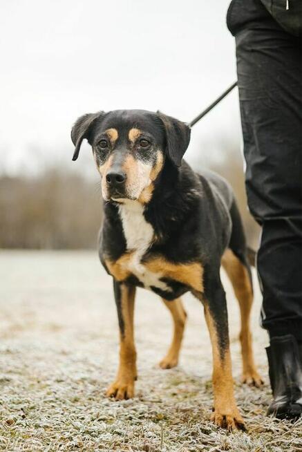 Kora-suczka która nigdy nie miala domu bardzo o niego prosi