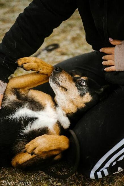Kora-suczka która nigdy nie miala domu bardzo o niego prosi