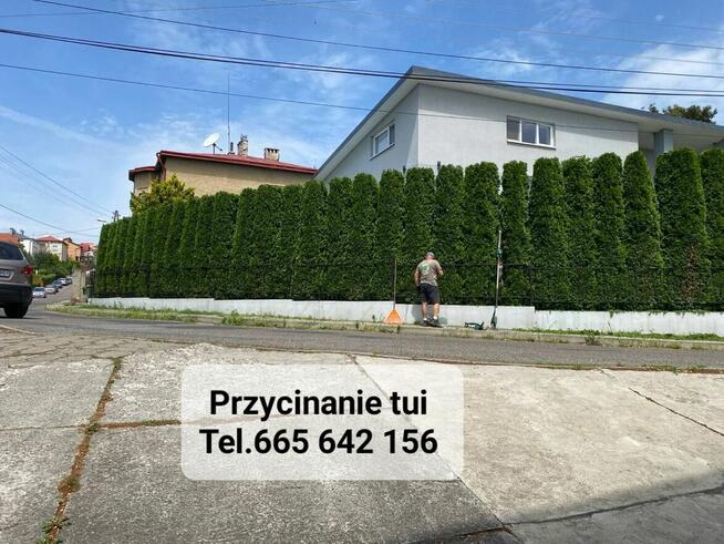 Przycinanie drzew tui żywopłotów