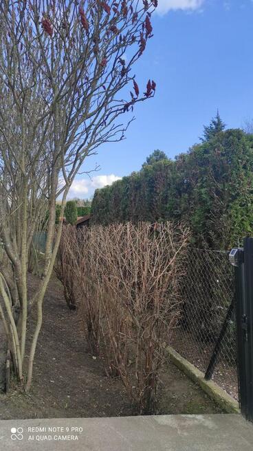 Przycinanie drzew tui żywopłotów