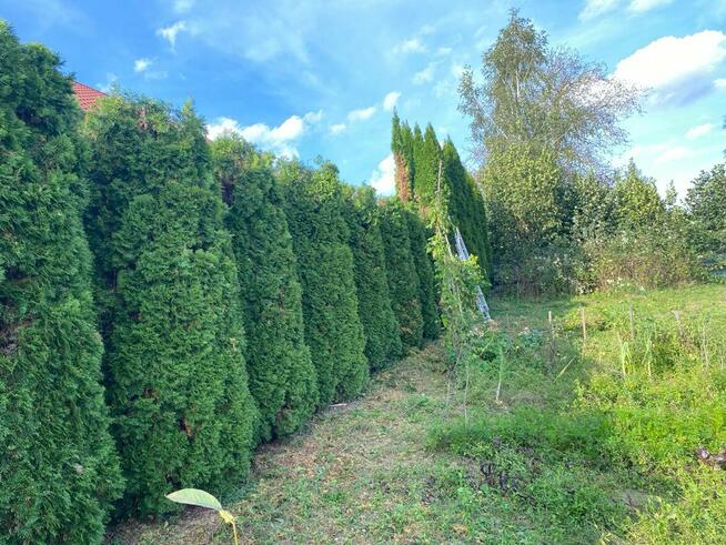 Przycinanie drzew tui żywopłotów