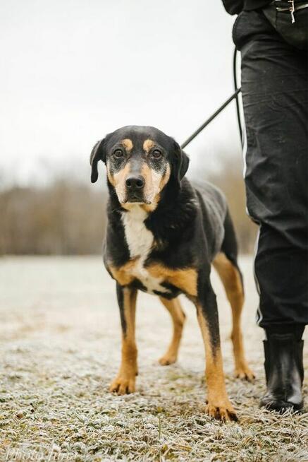 Kora-suczka która nigdy nie miala domu bardzo o niego prosi
