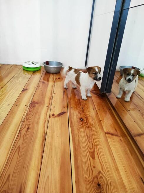 Jack Russell Terrier włos łamany