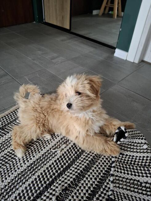 Sprzedam pudla maltipoo