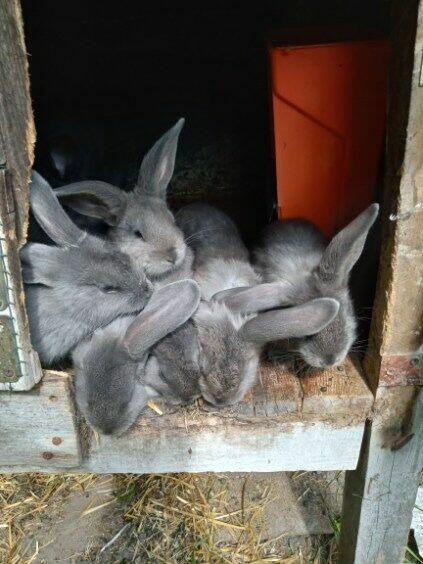 Fajne młode króliki