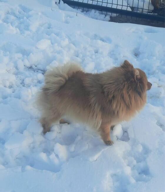 Szpic miniaturowy-pomeranian