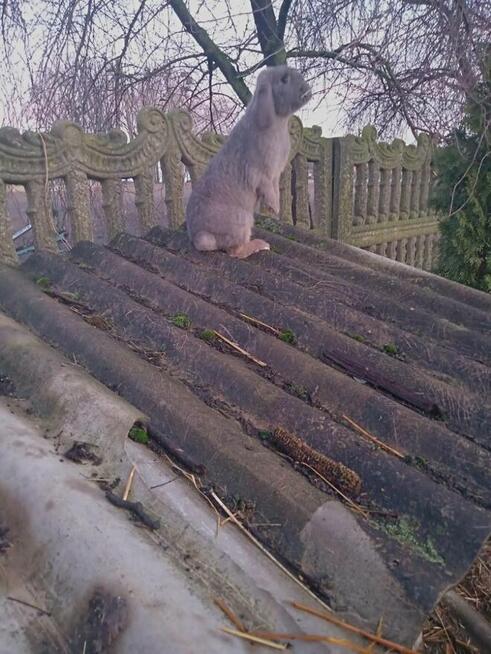 Fajne młode króliki