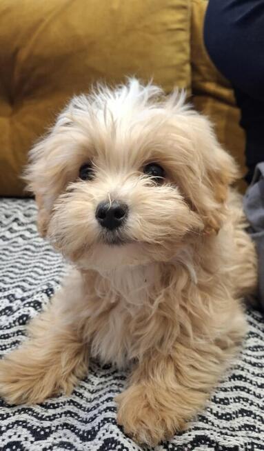 Sprzedam pudla maltipoo