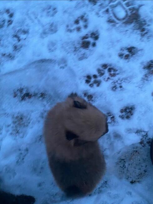 Szpic miniaturowy-pomeranian