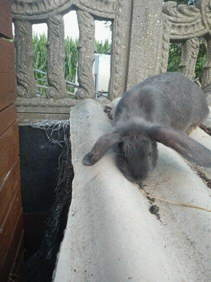 Fajne młode króliki