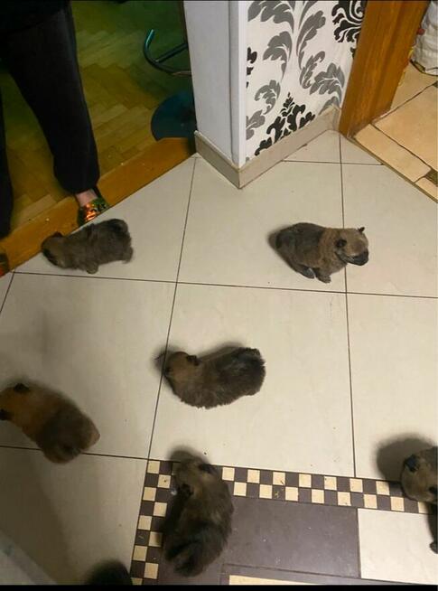 Szpic miniaturowy-pomeranian