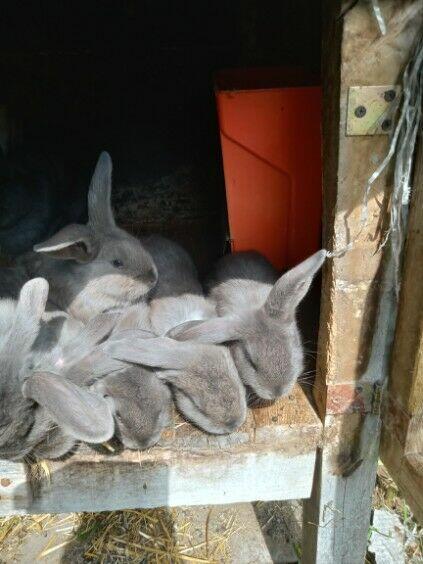 Fajne młode króliki