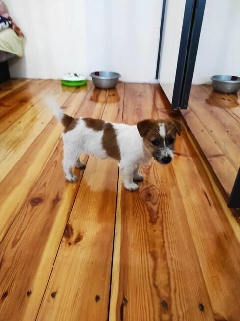 Jack Russell Terrier włos łamany