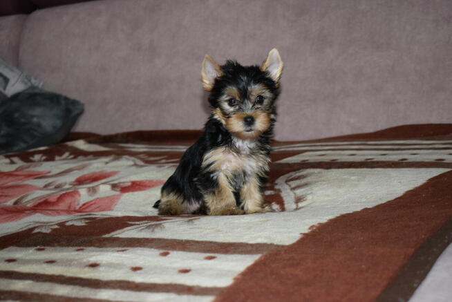 Yorkak Yorkshire Terrier Suczka York - TRANSPORT