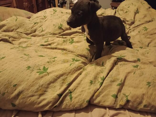 Szczeniaczki Pitbull