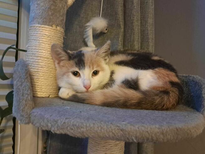 Oddam 6 miesieczna kotke osoba prywatna