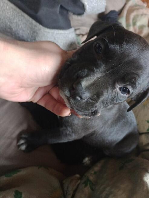 Szczeniaczki Pitbull