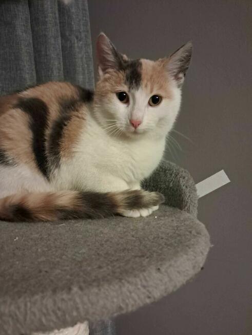 Oddam 6 miesieczna kotke osoba prywatna