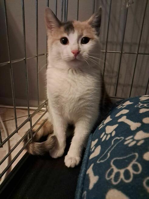 Oddam 6 miesieczna kotke osoba prywatna