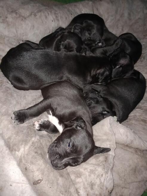 Szczeniaczki Pitbull