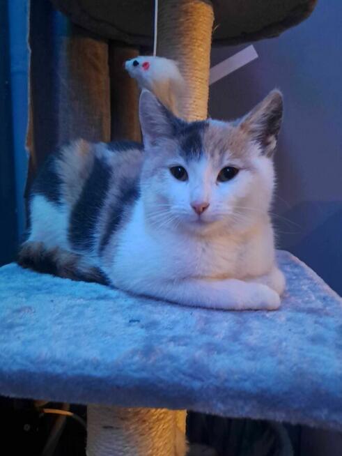 Oddam 6 miesieczna kotke osoba prywatna