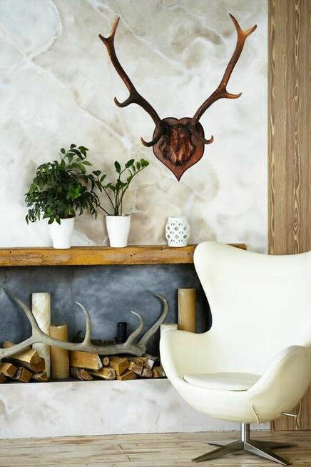 Przedwojenne poroże jelenia szlachetnego, trofeum myśliwskie