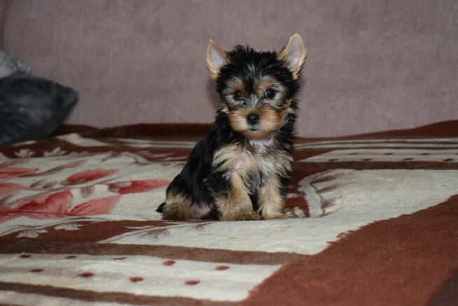 Yorkak Yorkshire Terrier Suczka York - TRANSPORT