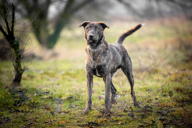 Blum - młody, wychowany z dziećmi, aktywny pręgus!