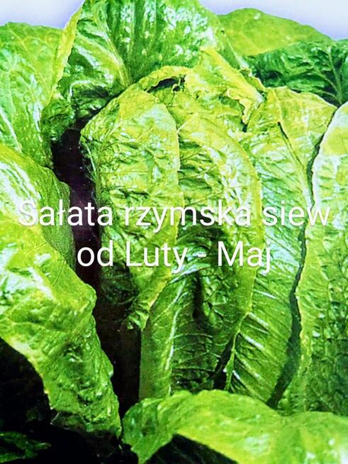 Ogórki rosyjskie Palczik Roznasol nasiona kolekcja