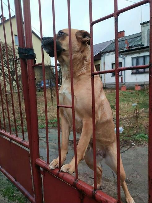 Azula - łagodna, wychowana suczka w typie MOLOSA