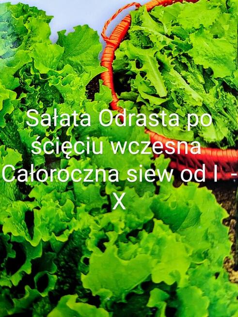 Ogórki rosyjskie Palczik Roznasol nasiona kolekcja