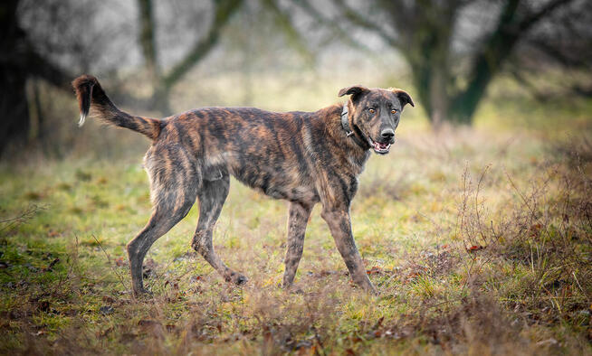 Blum - młody, wychowany z dziećmi, aktywny pręgus!